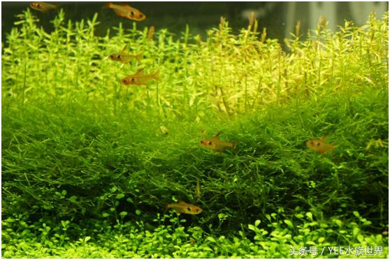 水草造景的优缺点,水草造景前景