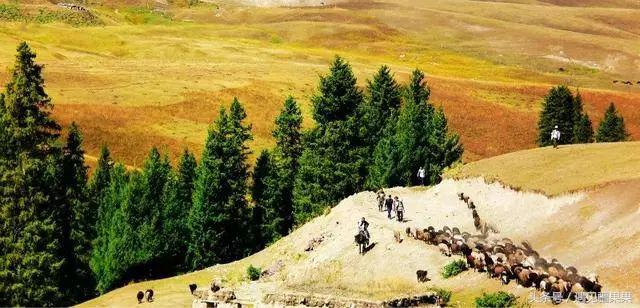 伊犁最美旅游风景区,伊犁旅游攻略探索最美风光