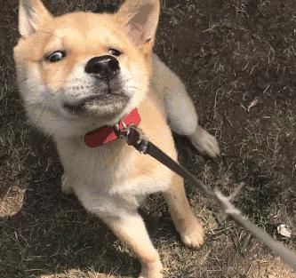 常被误解的4个狗狗肢体语言,狗狗的肢体语言你了解吗