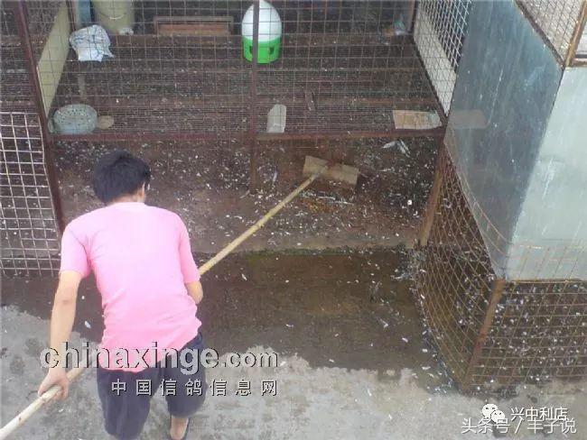 如何做好鸽舍卫生?尤其城市养鸽的看看