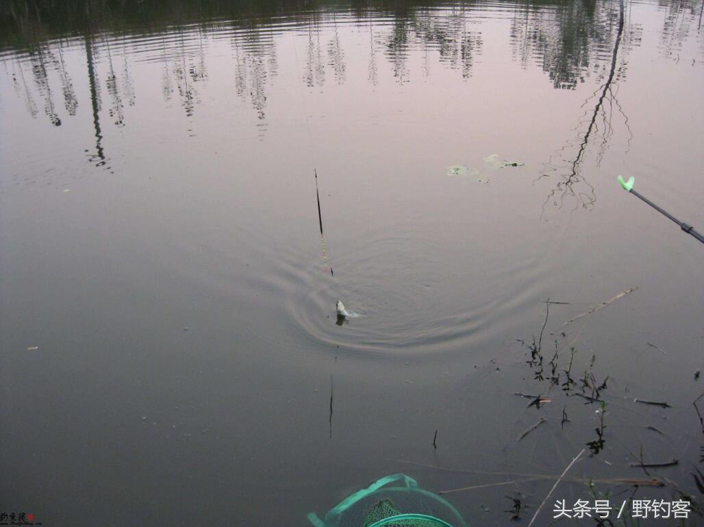 化绍新无钩半水调漂视频,半水调三钓三的正确方法