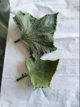 如何科学区分和防治黄瓜病害