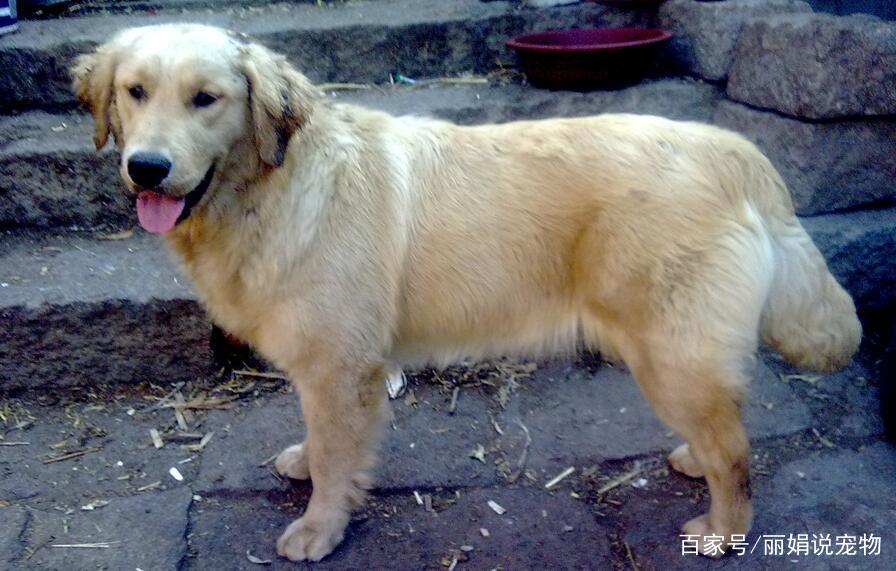 金毛*交犬**配需要注意些什么？