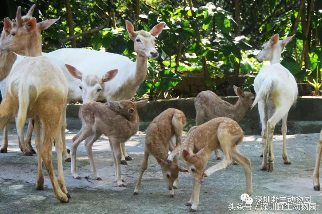 哪些动物名字容易读错,一般人都不知道的动物名字