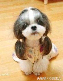 中国名犬,中国有什么名犬