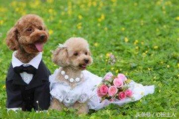 家养泰迪都是什么品种,常见家养宠物犬大全