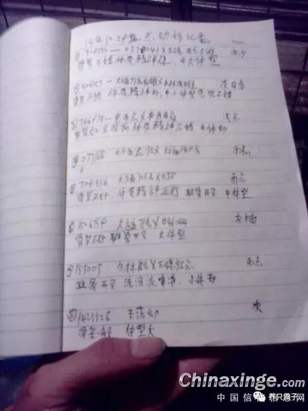 赛鸽耻骨高于龙骨有什么影响,雄鸽耻骨下垂是否要淘汰