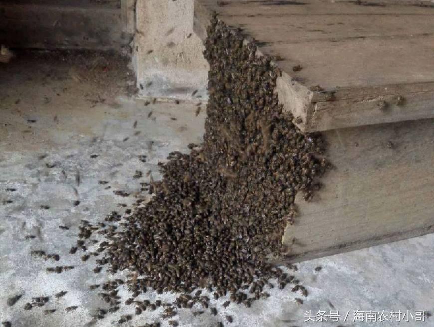 新抓回来的蜜蜂要怎样防止逃跑,刚收回的蜜蜂怎么喂养才不逃跑