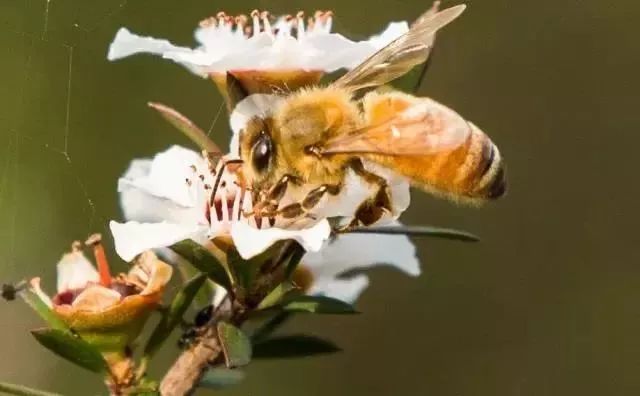MANYKA(麦蜜卡)研发工程师专访:重新认识产品,从内而外