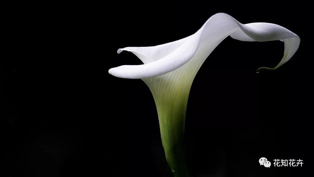 马蹄莲和海芋哪个贵,海芋和马蹄莲区别是什么