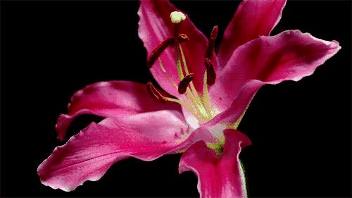 盆栽百合花如何种植视频播放,盆栽百合花的种植方法