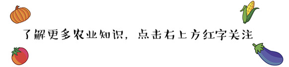 冬瓜裂开了原版视频,冬瓜后期开裂是什么原因