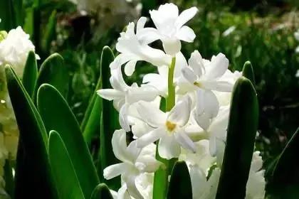 什么花朵的花语是救赎的花语,花语大全花的数量