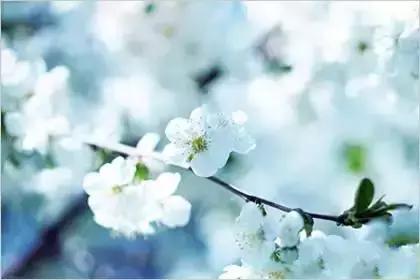 什么花朵的花语是救赎的花语,花语大全花的数量