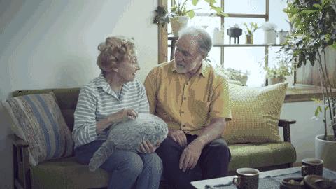 不掉毛的猫活体,可以养的电子猫