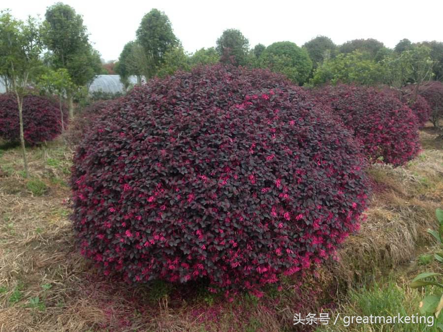 病毒传播真实事件,病毒传播行为