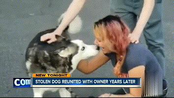 狗狗失踪2年重聚完整版,狗狗失踪两天还找得回来吗