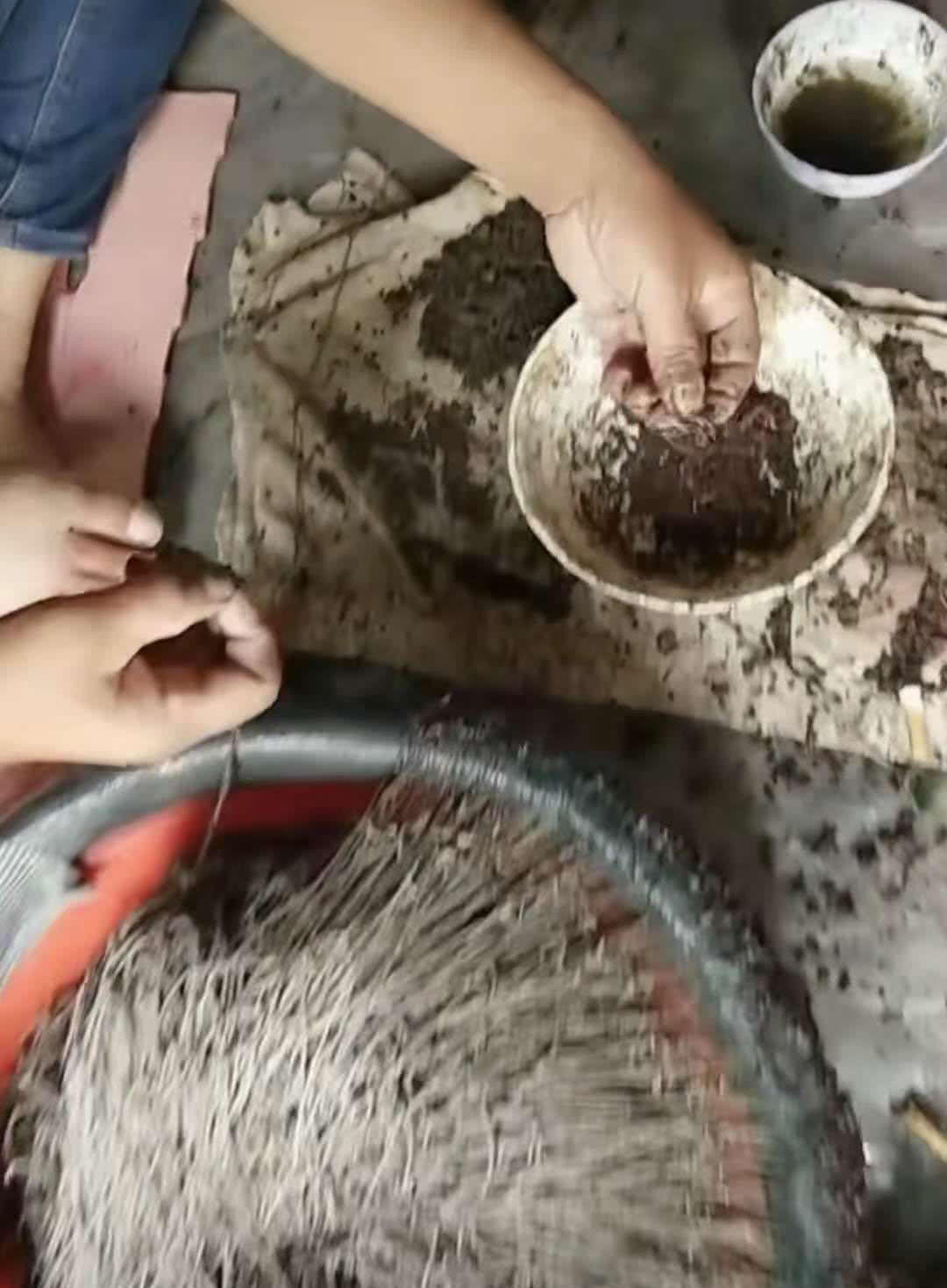 诱捕甲鱼的方法,诱捕野生甲鱼的最快方法视频