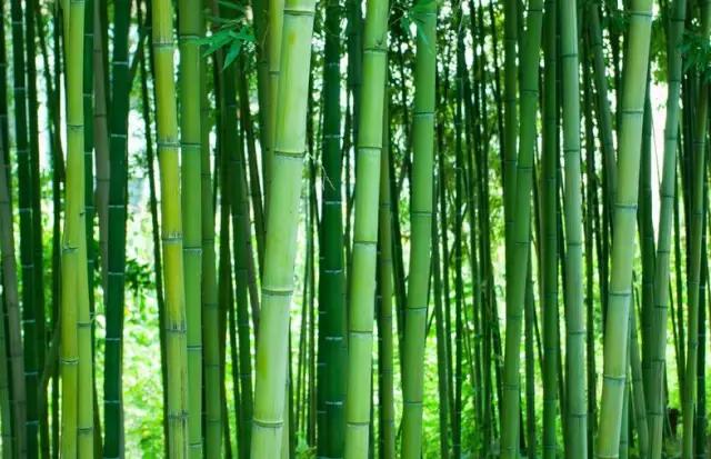 君子三愆三戒三变九思分析,君子三愆三戒三畏九思感悟