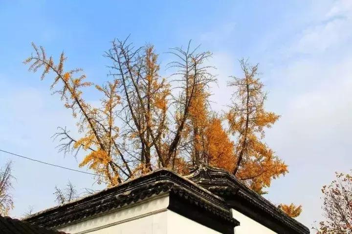 苏州上方山银杏景点,苏州银杏树拍照打卡攻略