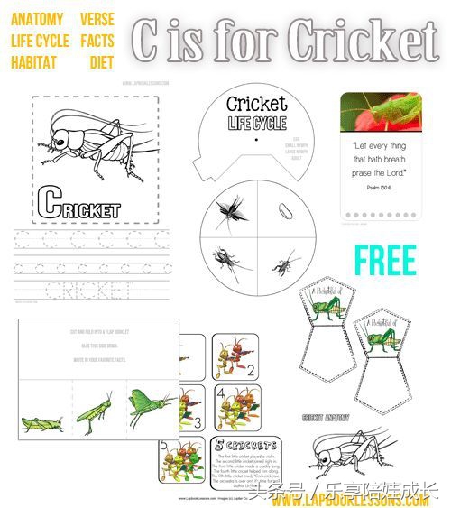 quickasacricket翻译,绘本磨耳朵故事视频