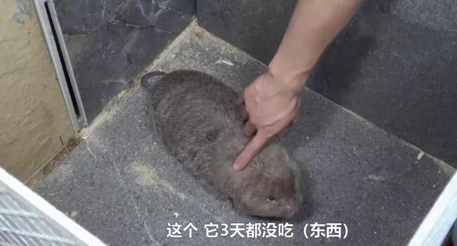 2018年华农兄弟吃的竹鼠,华农兄弟吃竹鼠的一百种理由