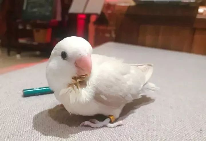 养鹦鹉少走30年弯路,新手养的鹦鹉各优缺点