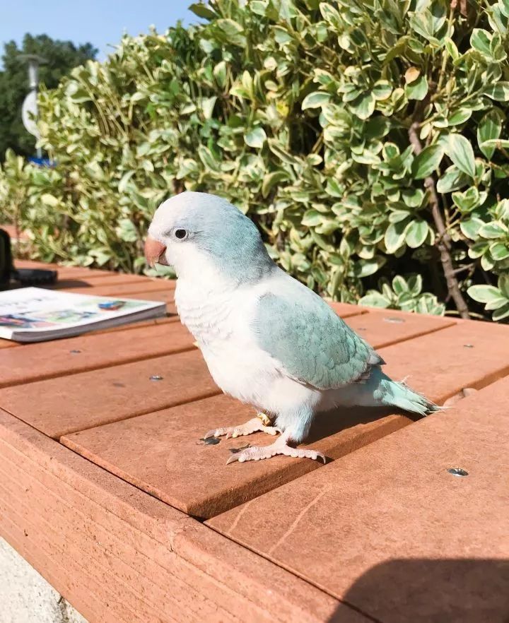 新手养的鹦鹉各优缺点,养鹦鹉少走30年弯路