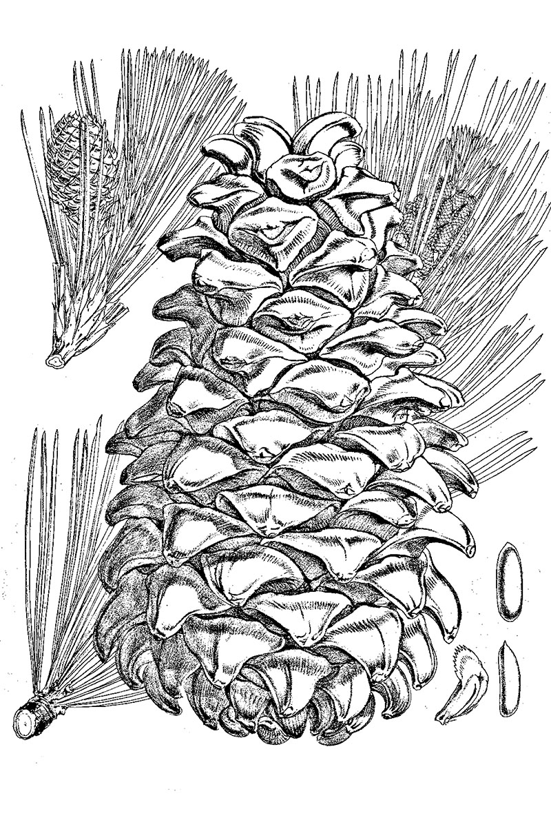 巴西松的松子,巴西松子树是什么树