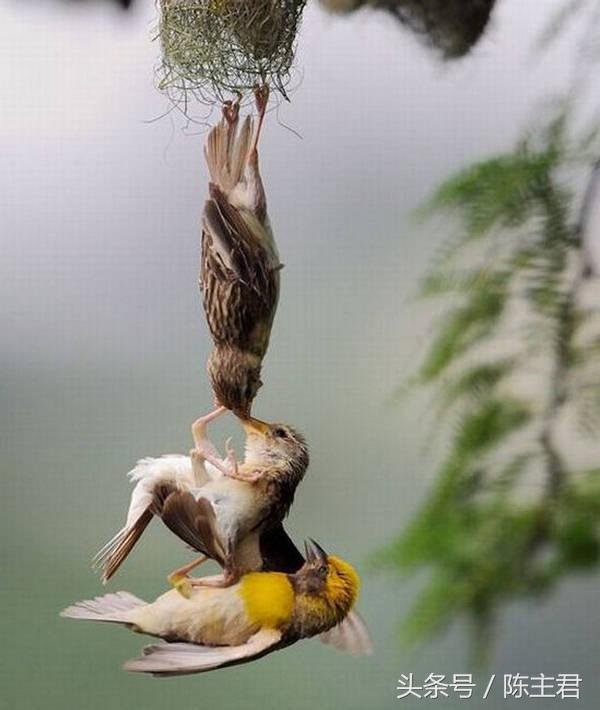 70张让人大开眼界的照片,50张让人惊艳的照片