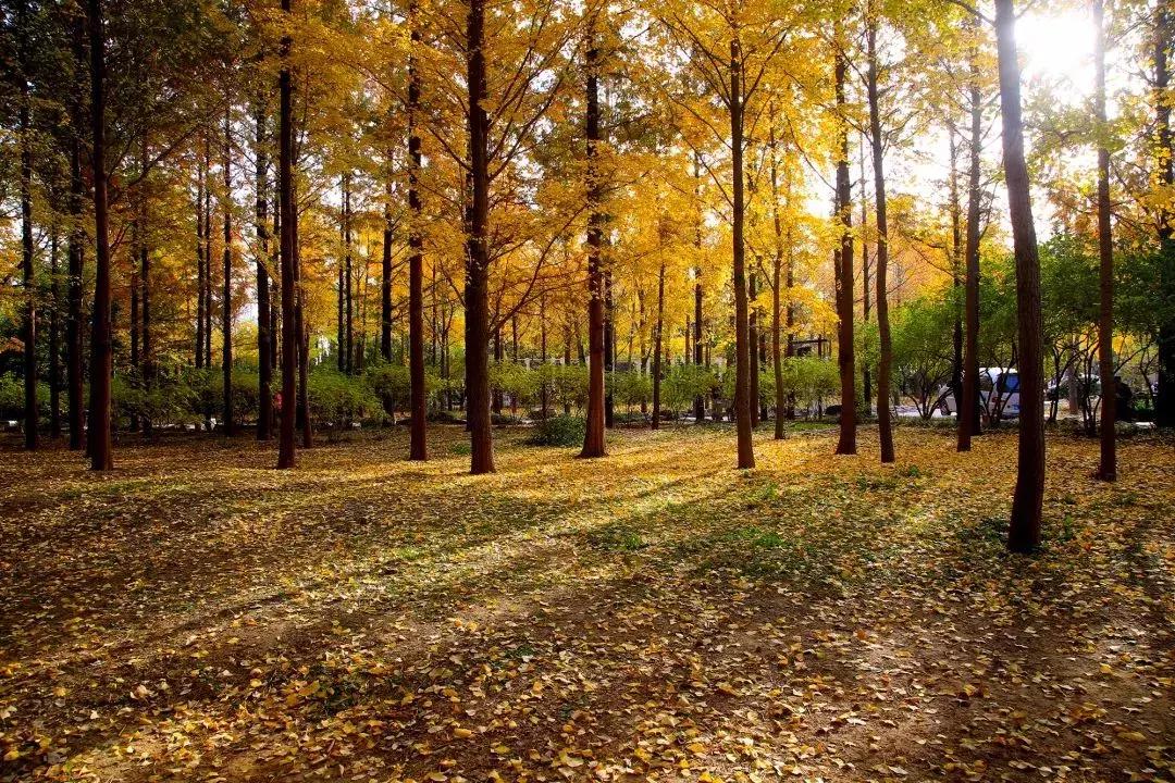 济南最美的银杏地图,济南看银杏最好的地方