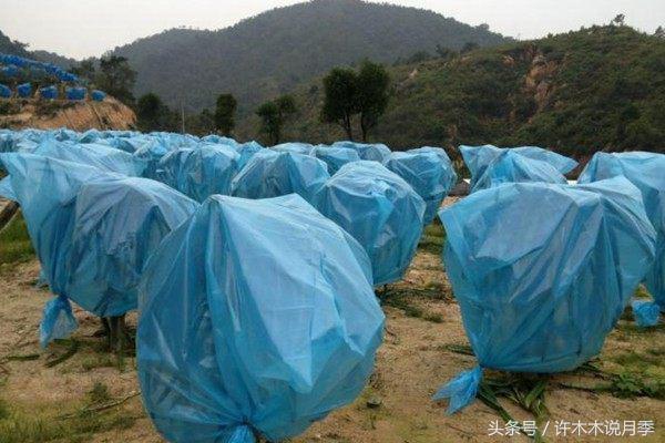 月季冬天需要防虫吗,月季冬天冻死吗