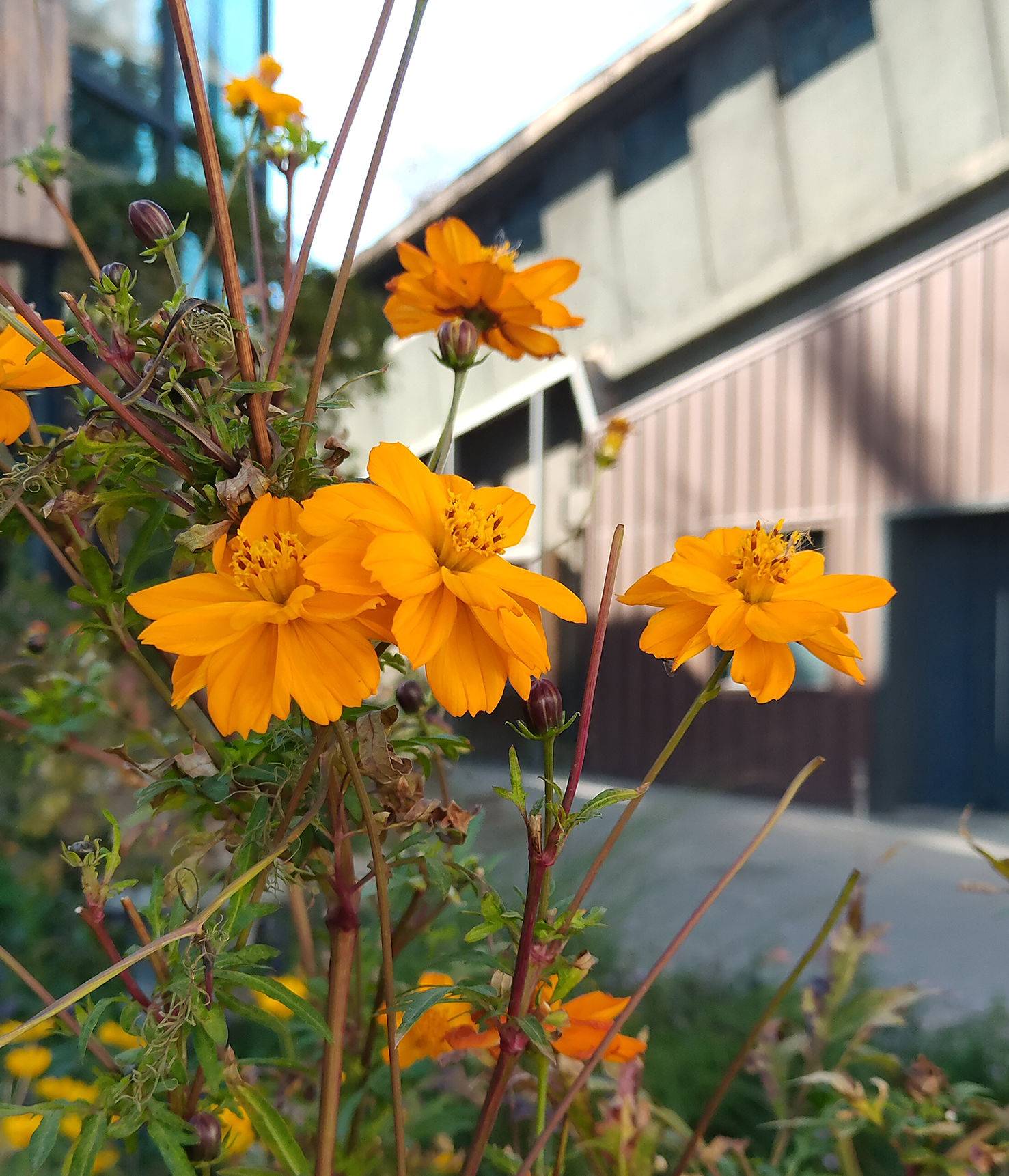 努比亚x手机双屏黑科技测试,努比亚x和vivo双屏版哪个值得买