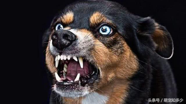 为什么有人说狂犬病可以治好,为什么说狂犬病发作后无药可救