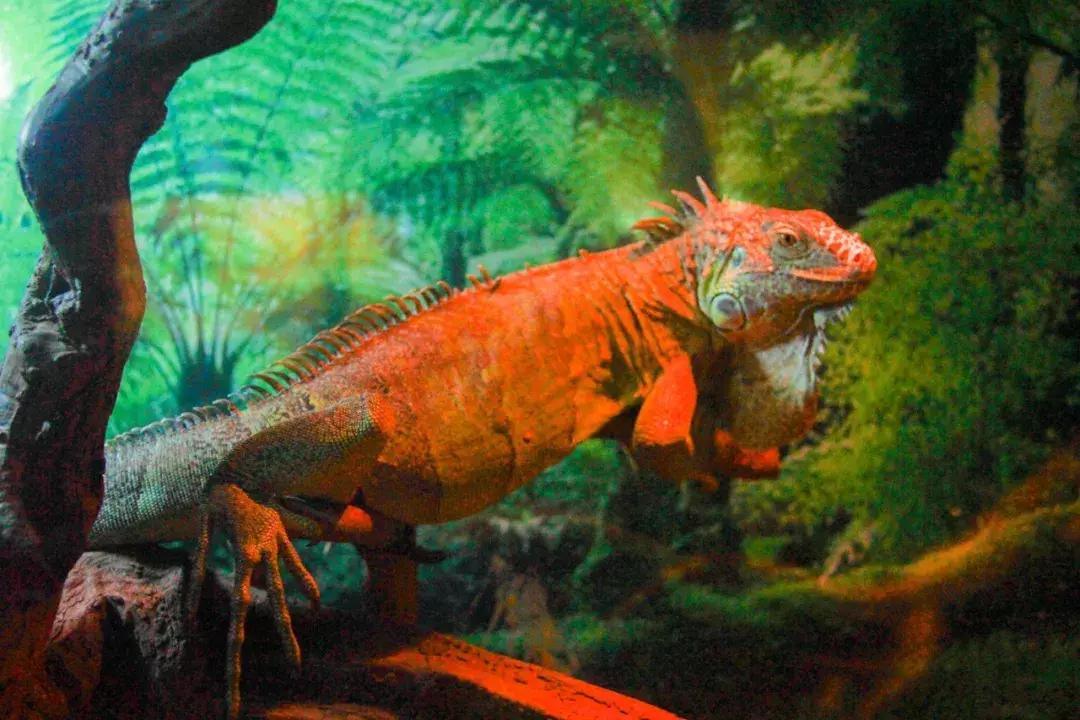 娴欐睙鍙板窞瀹濊棌鐢峰,鍙板窞瀹濊棌鐢风敓