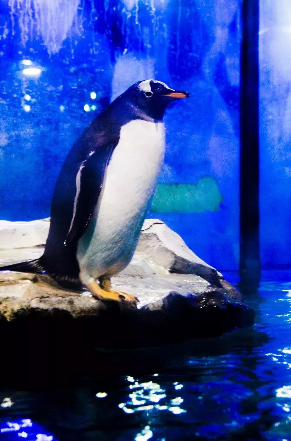 娴欐睙鍙板窞瀹濊棌鐢峰,鍙板窞瀹濊棌鐢风敓