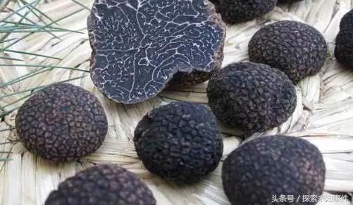 世界四大野生珍稀菌是哪四种,世界上第一大食用菌