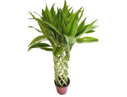 富贵竹养殖方法注意事项视频,富贵竹养殖的方法有哪些