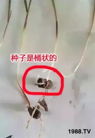 野麦子太猖獗，到底该怎么防治？什么药效果好？需要注意什么？