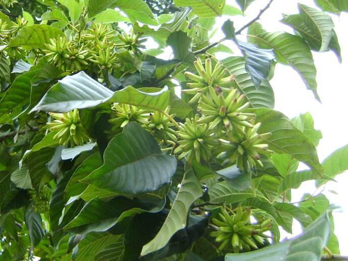 中药材喜树果图片 (中药喜树的图片和别名)