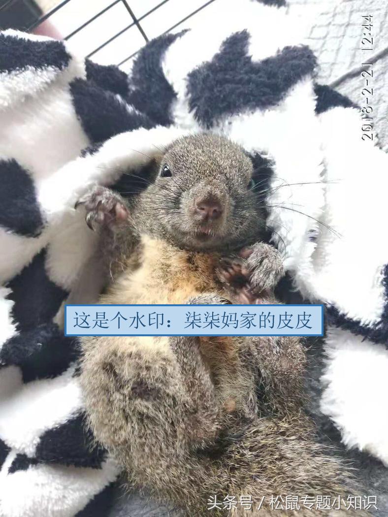 还没睁眼的小松鼠怎么养,还没长毛的松鼠如何饲养