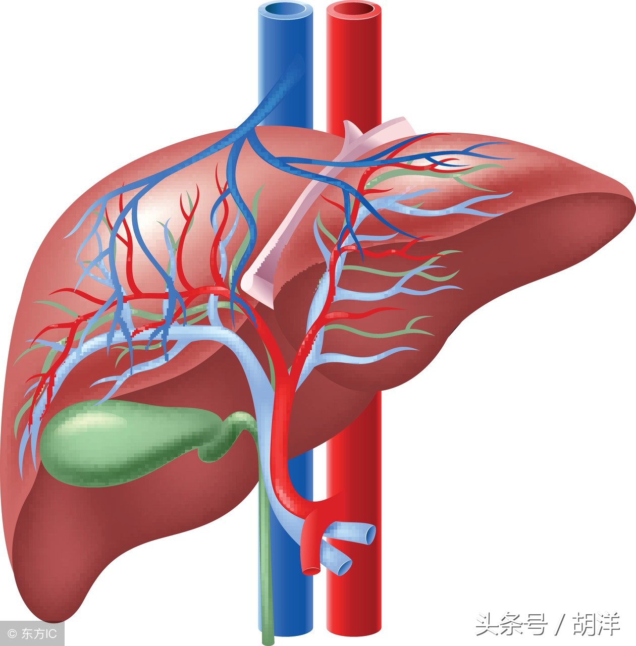 切除胆囊后，会对人体产生什么影响？医生终于说了大实话！