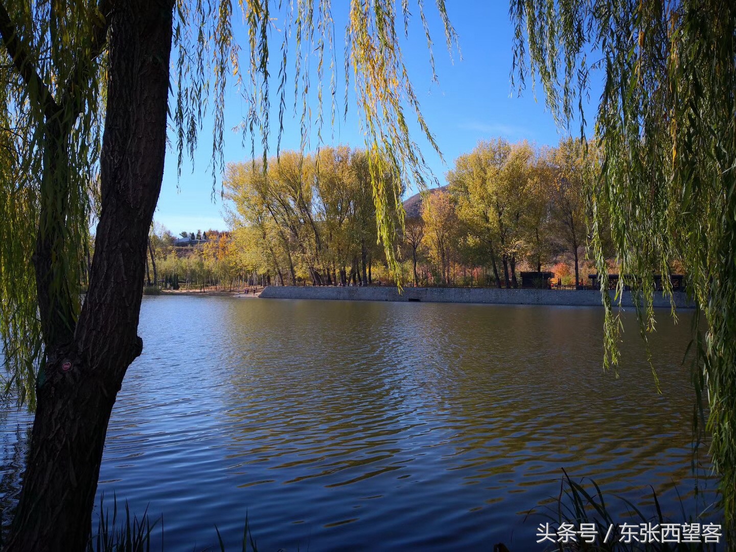 垂柳七绝图片,湖边垂柳七绝