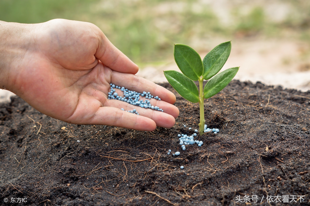 秋、冬季果树施肥，果农加施少量硼、锌两种肥，能起大效果！