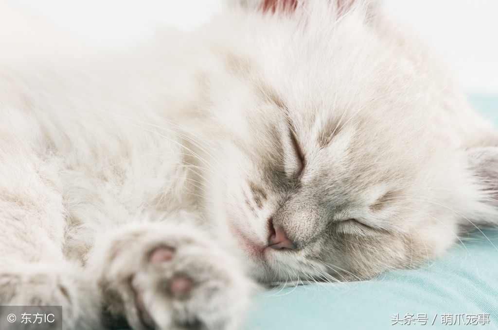 让铲屎官感到害怕的事,铲屎官头疼的猫