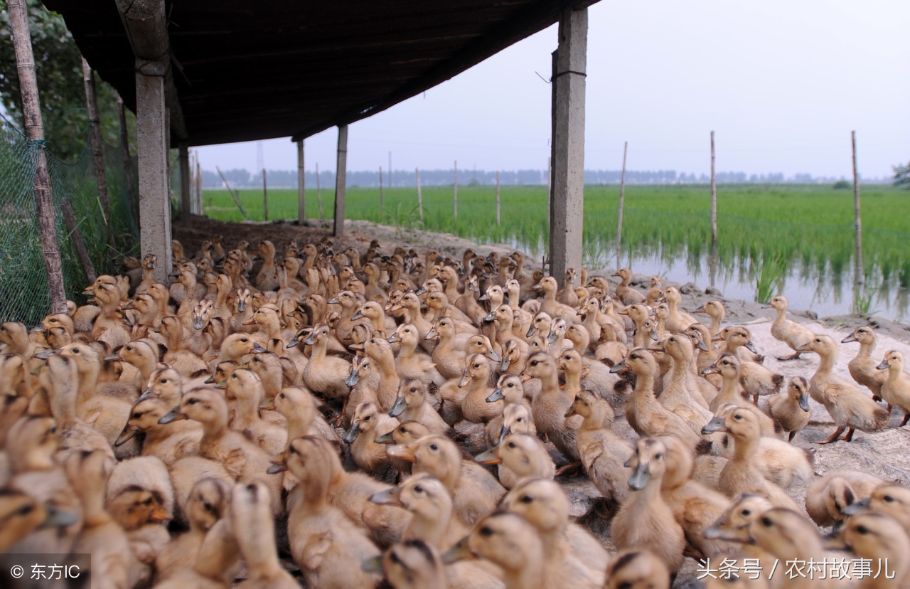 稻田养鸭多少亩合适,稻田养鸭子视频最新模式