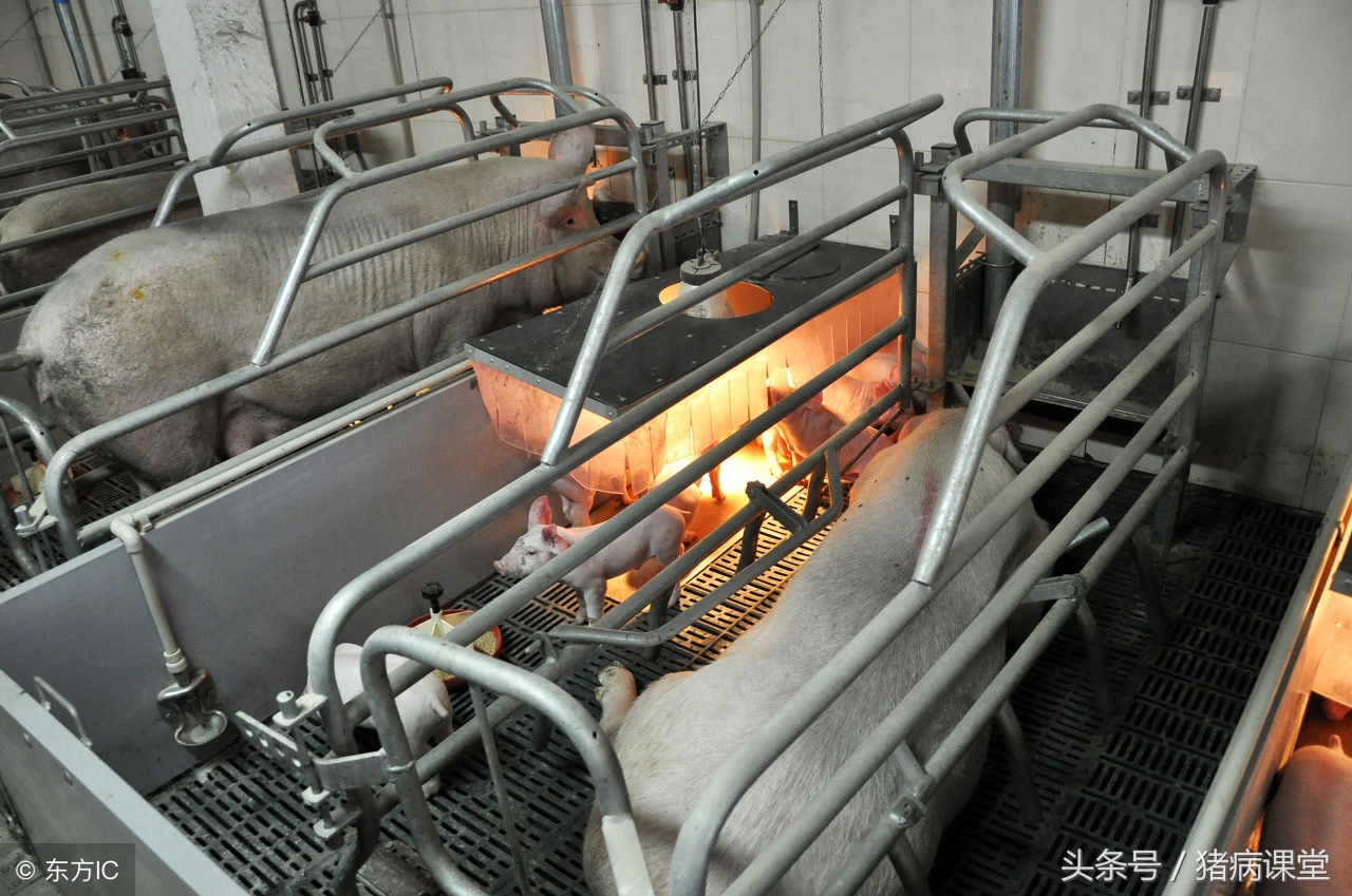 详解母猪产后常见病防治措施及后备、空怀、妊娠，产后母猪管理