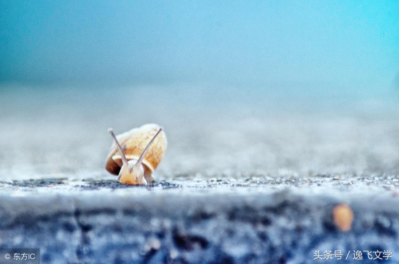 鍏充簬鐭汉灏忚,灏忚鐭汉涔嬬帇