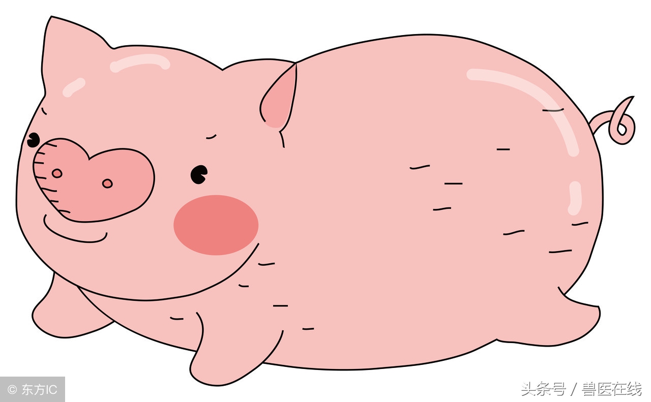 仔猪拉稀怎么治疗最好,仔猪拉稀怎么治效果最快好