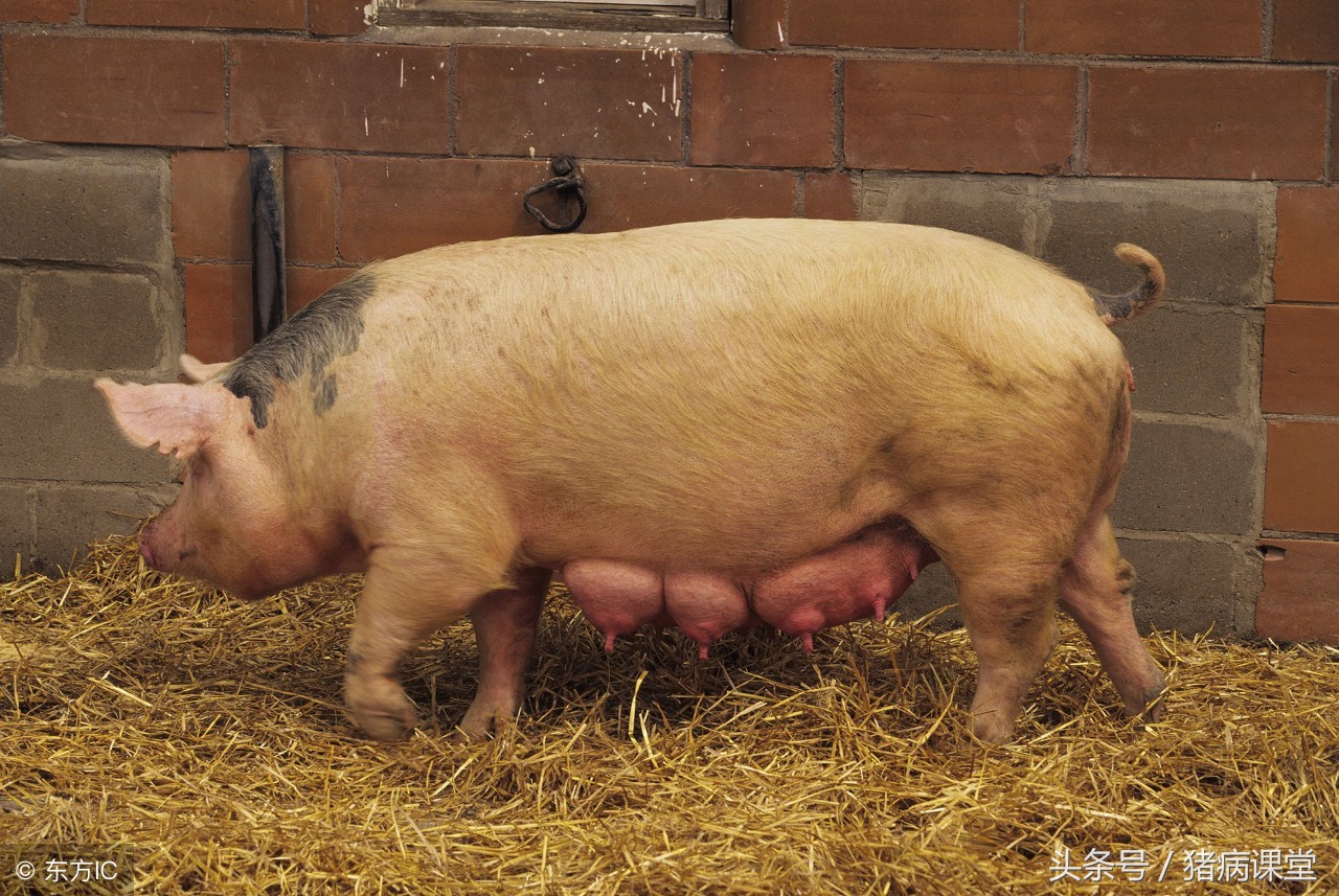 猪产后胎衣不下怎么办,猪产后不吃食怎么调理